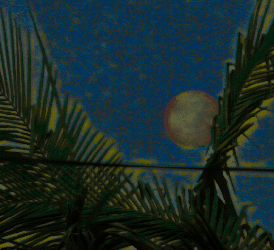 palmtrees-on-power-lines